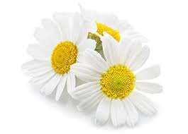 Chamomile Oil