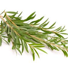 Tea Tree Oil
