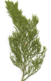 Blue Cypress Oil