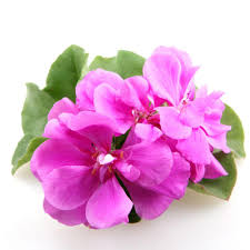 Geranium Oil