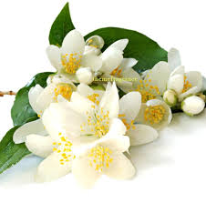 Jasmine Oil