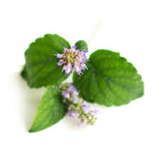 Patchouli Oil