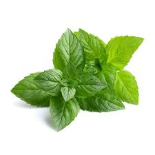 Peppermint Oil