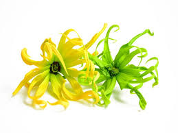 Ylang Ylang Oil